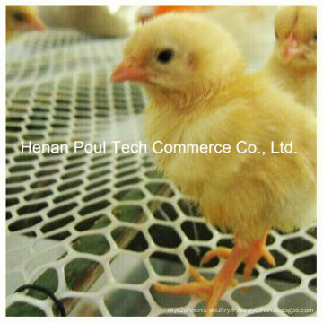 Usine de poulet Utilisation Chick Floor